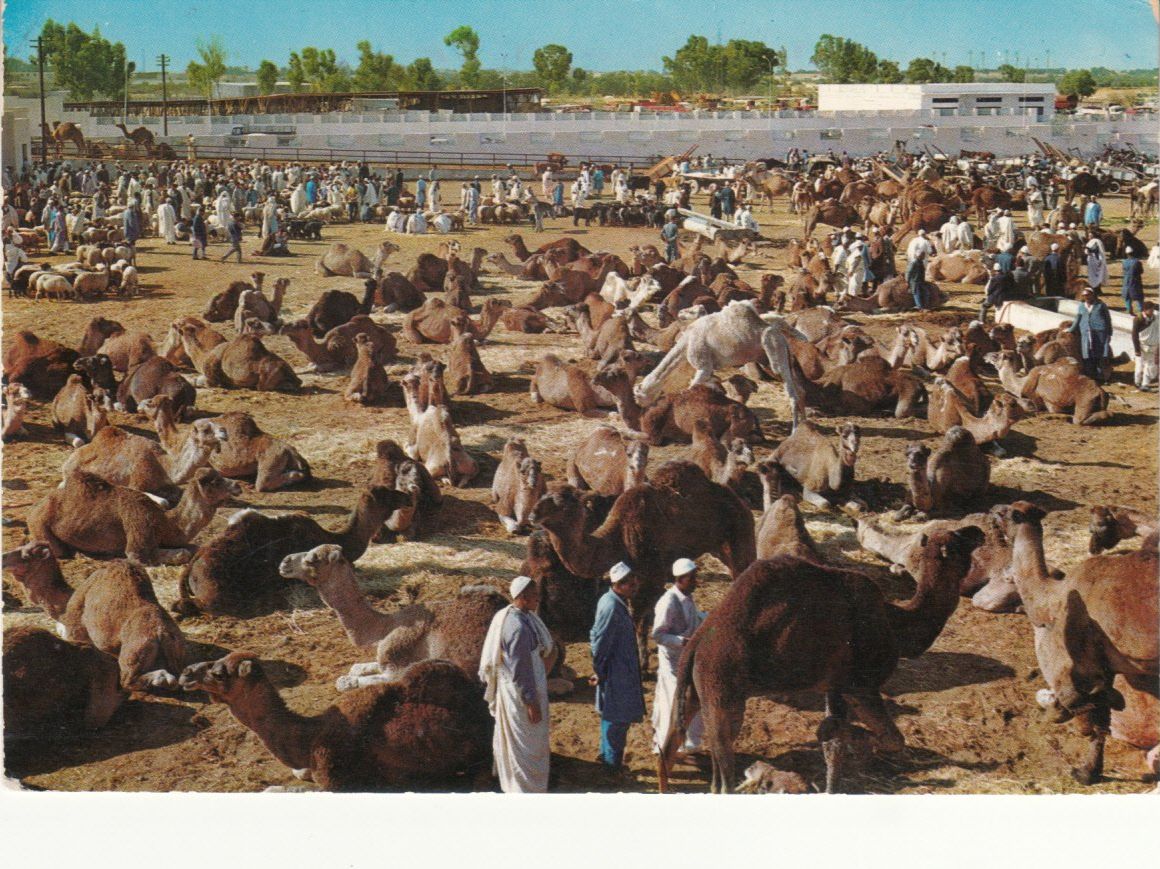 Cartes postales: Benghazi 1978 – D'occasion à Bürglen TG par StampGraf
