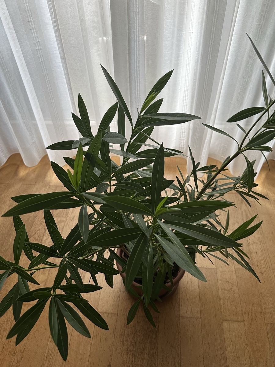 Plantes & graines: Oleander rosa kräftig ca 90 cm – D'occasion à Bern par womiman 1