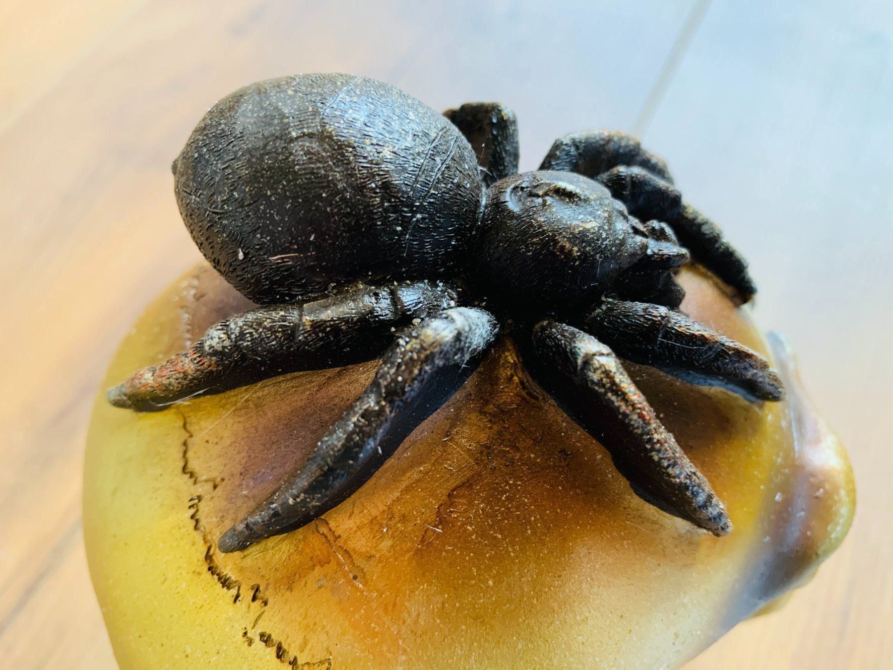 Sculture & Statue: Totenschädel Schädel SKULL Spider 14cm NEU – Nuovo e nell'imballaggio originale da Bergdietikon venduto da shopAgent 5