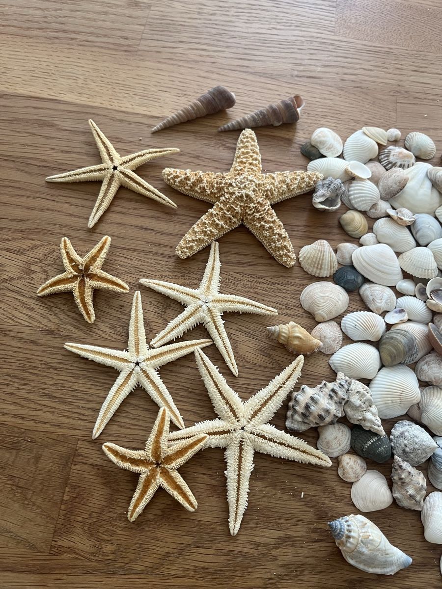 Tutte le decorazioni: Seesterne und Muscheln – Usato da Sursee venduto da abcdxyz 1