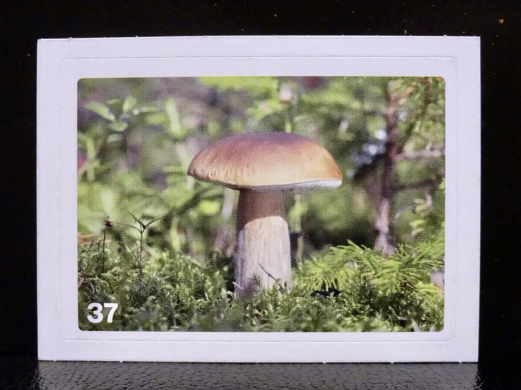 Migros Sammelbilder & Trading cards: MIGROS MANIA Nature Detectives Nr. 37 – Neu und originalverpackt aus Kerzers von zimmergruen