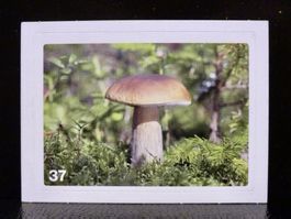 MIGROS MANIA Nature Detectives Nr. 37
