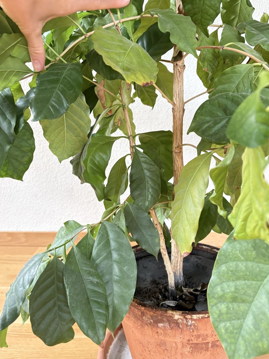 Plantes & graines: Kaffepflanze / Kaffebaum mit wachsenden Kaffebohnen – D'occasion à Zürich par anteabantea 3