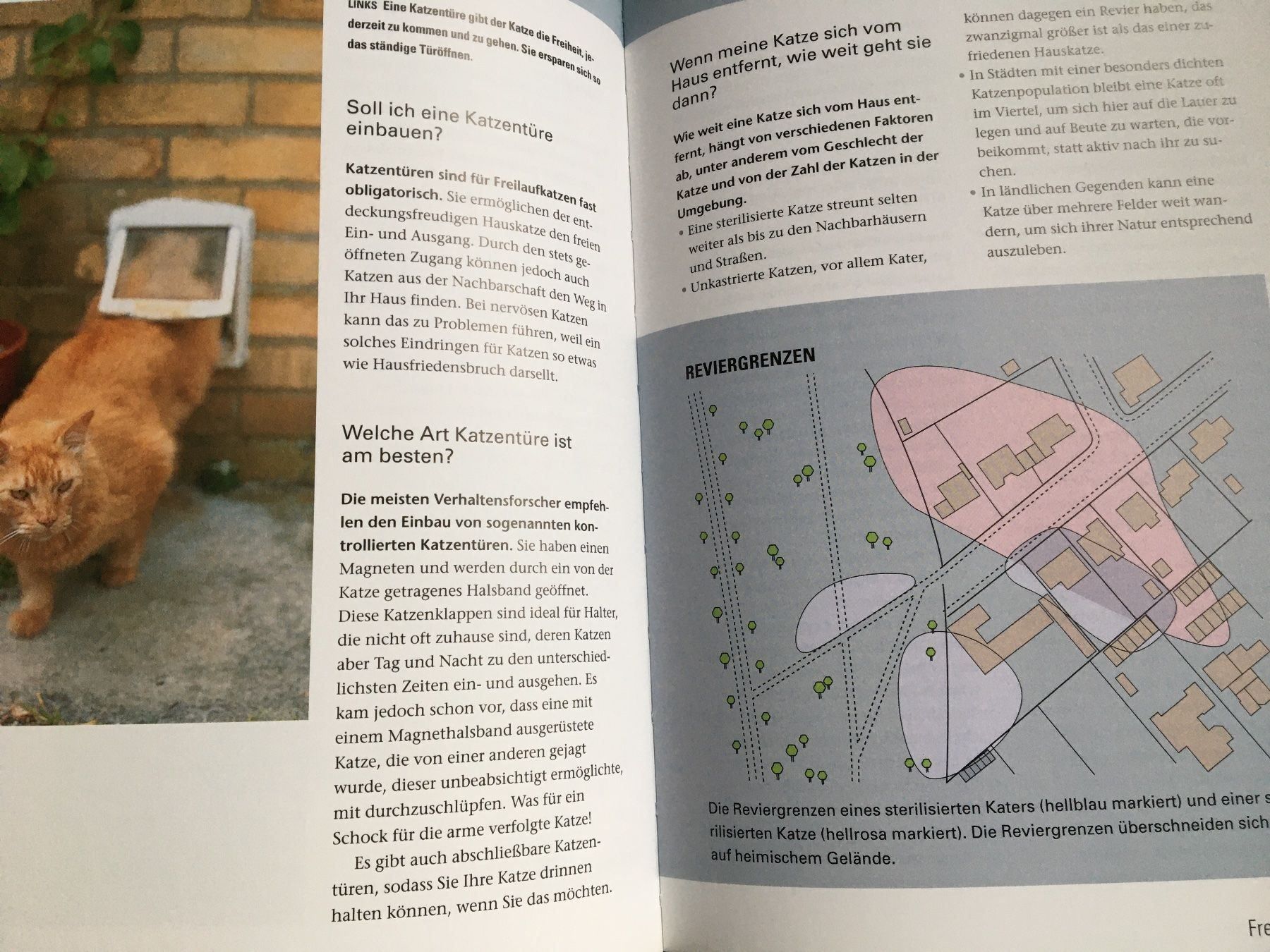 Libri: Katzen – Usato da Arth venduto da Vrecam51 2