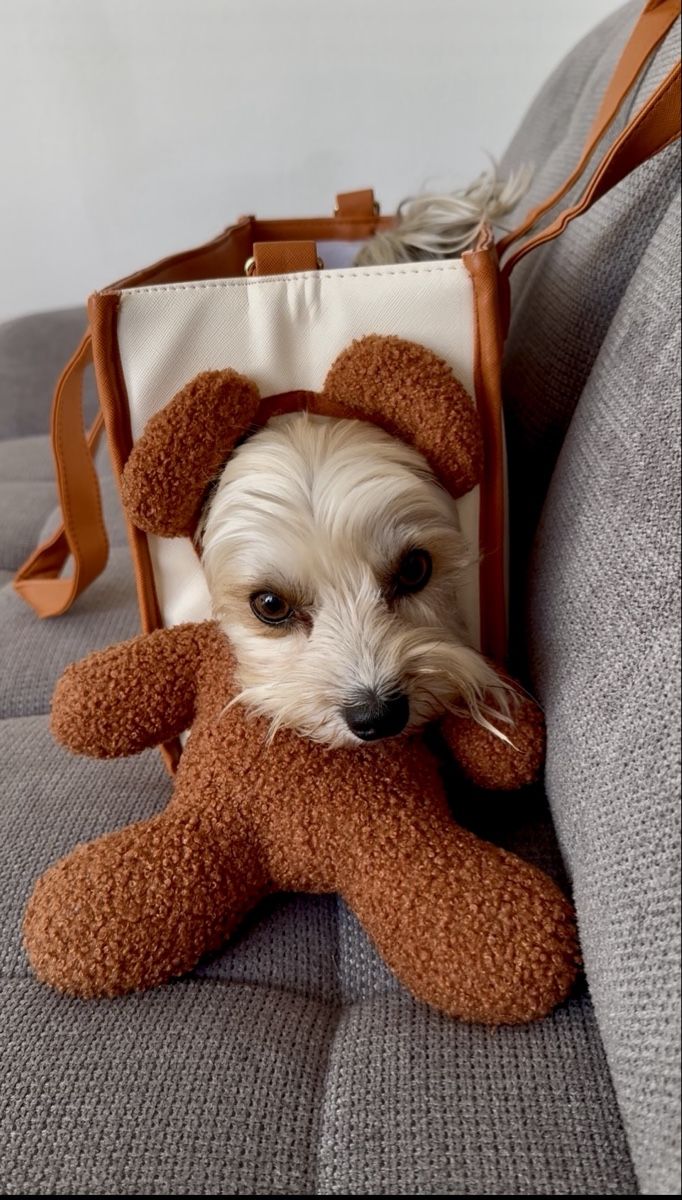 Liege- & Schlafplätze: Hundetragtasche – Neu (gemäss Beschreibung) aus Kreuzlingen von Tronc59 3
