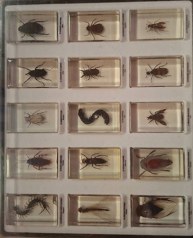 Welt der Tiere: Collection d'insectes dans résine  – Gebraucht aus Dorénaz von did_cc7v 2