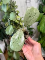 Hoya sp. Chiang Dao silver ✨