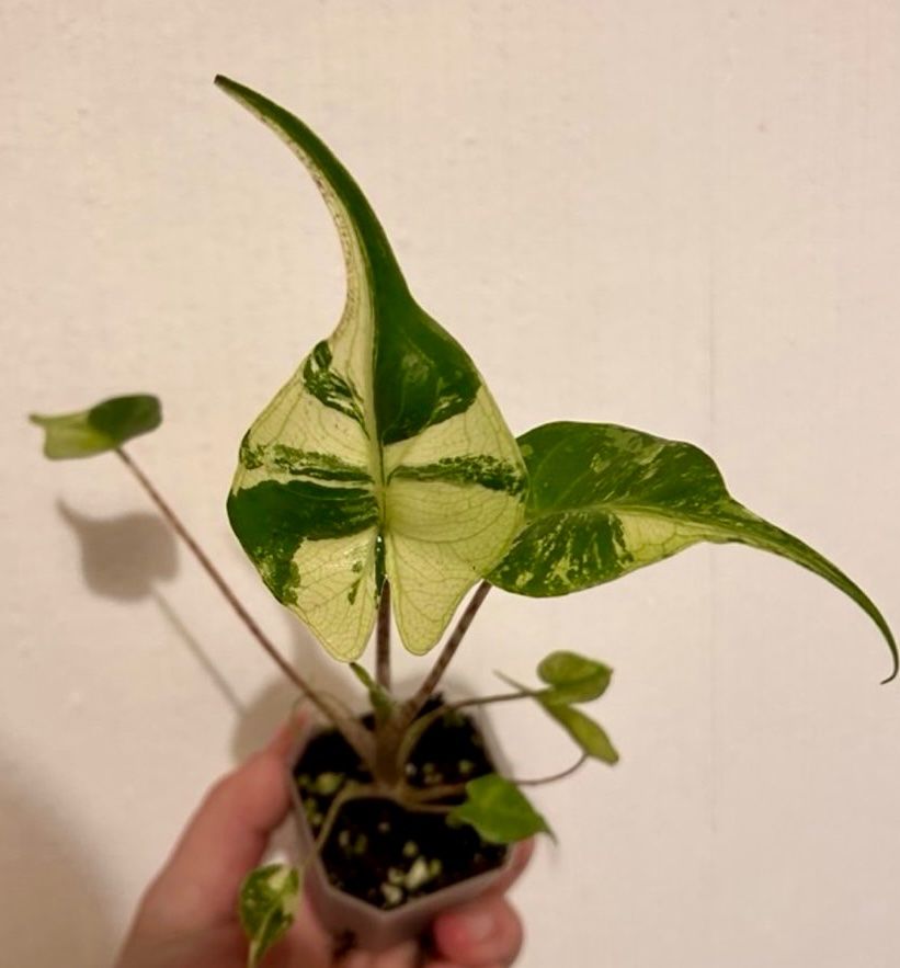 Piante & sementi: Alocasia Stingray Aurea Variegata RHIZOM – Usato da Kaiseraugst venduto da dka_b97z