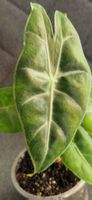 🤩Alocasia Nairobi Nights Variegata Rhizom 