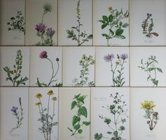 Blumen Atlas / 15 botanische Tafeln mit Beschreibung
