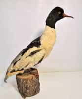 Harle naturalisé
