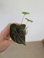 Alocasia azlanii