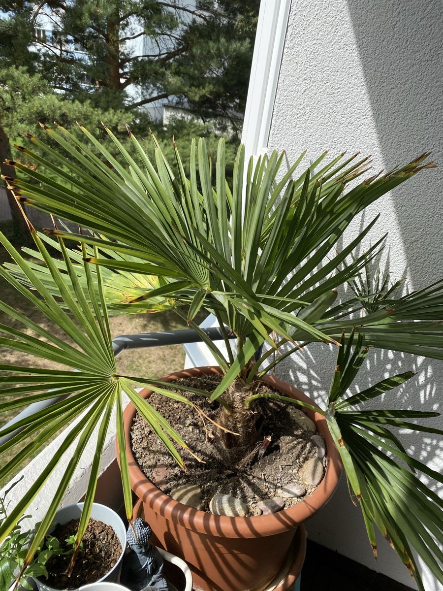 Piante & sementi: wunderschöne Palme ca. 90 cm hoch inkl. Topf – Usato da Sargans venduto da sel85 4