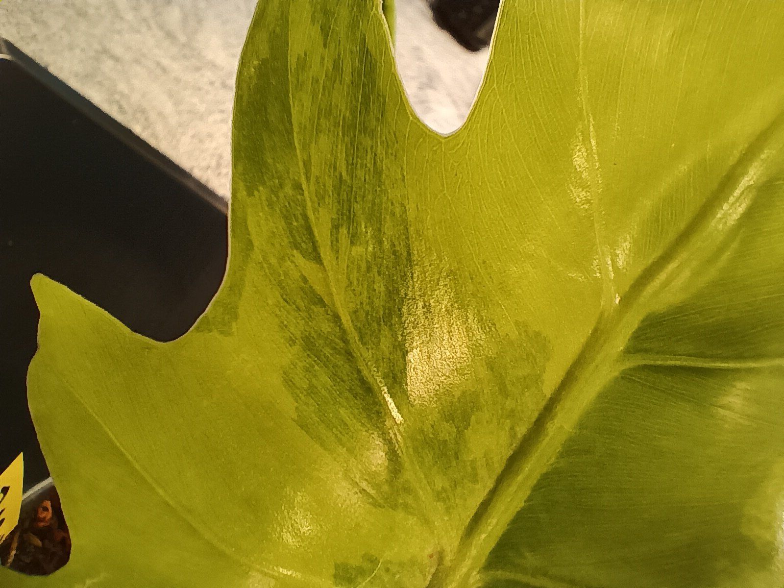 Piante & sementi: Philodendron Radiatum Variegata – Usato da Neerach venduto da Pudelmax 1