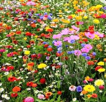 Ab 5.- fr 50 Samen Mix Wildblumen von Wiese FLEURS DE PRAIRI