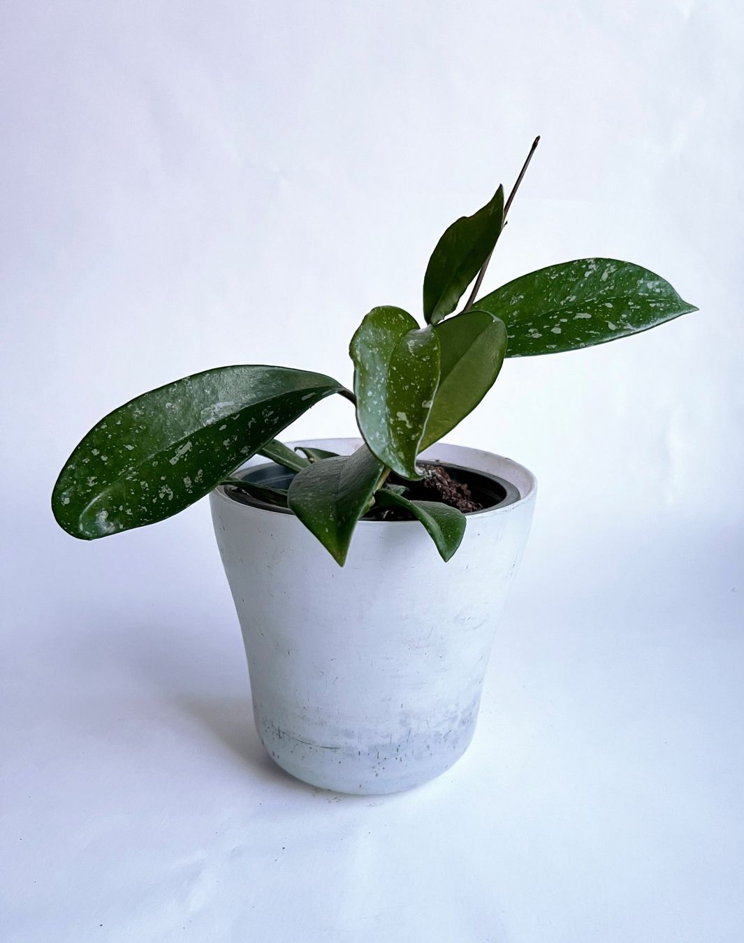 Piante & sementi: HOYA*Publicayx Splash***** – Nuovo (secondo la descrizione) da Dübendorf venduto da Orchid18