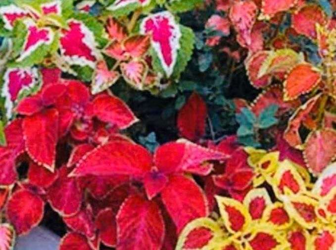 Plantes & graines: 50 SAMEN  VON “RAINBOW COLEUS MIX” – Neuf avec emballage d'origine à Rovio par POSITIFFARTandPLANTS 4