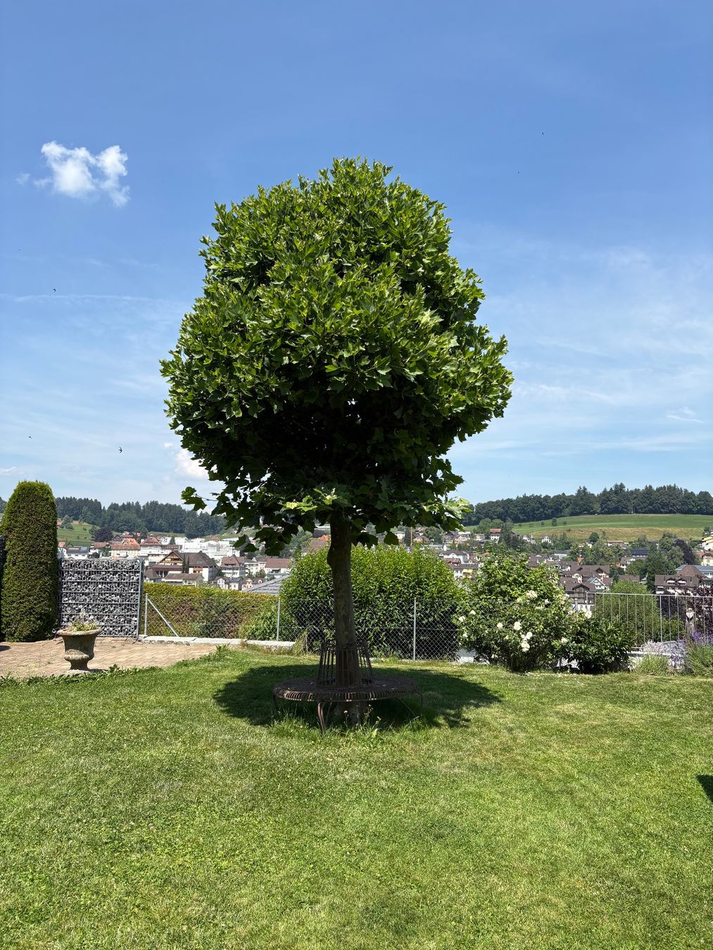 Piante & sementi: Baum Kugelplatane – Usato da Degersheim venduto da Mastesam 2