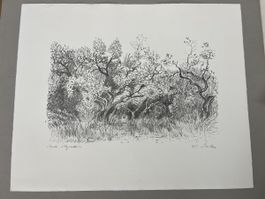 aus Grafiksammlung Lithografie von Walter Sautter