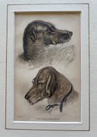 Kolorierter Stahlstich von Sir William Jardine - Hunde, 1840
