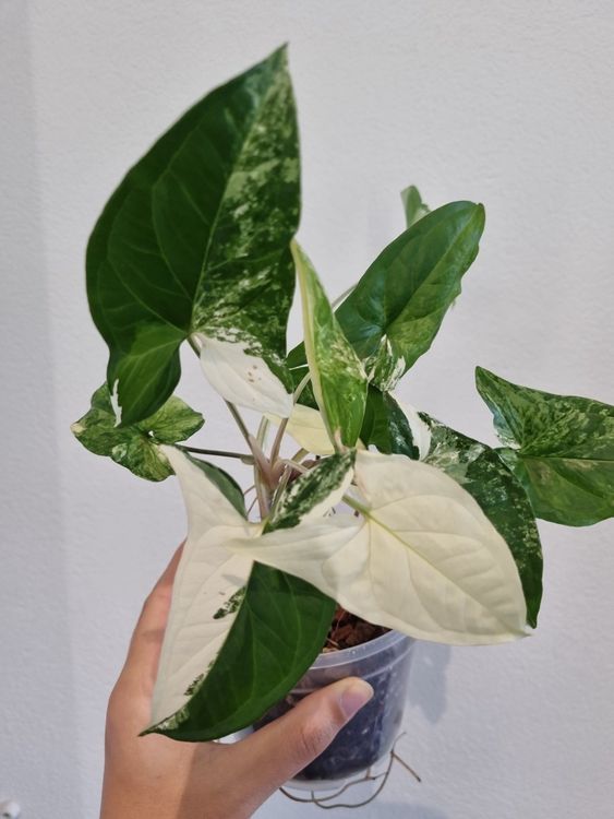 Syngonium Podophyllum Albo Variegata Kaufen auf Ricardo