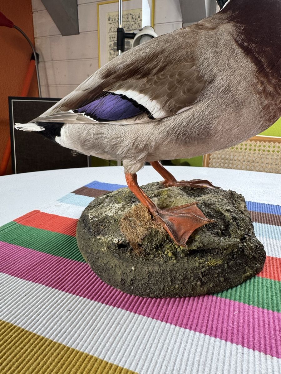 Il mondo degli animali: Tierpräparat Ente – Usato da Stans venduto da Bridges_Vintage 2
