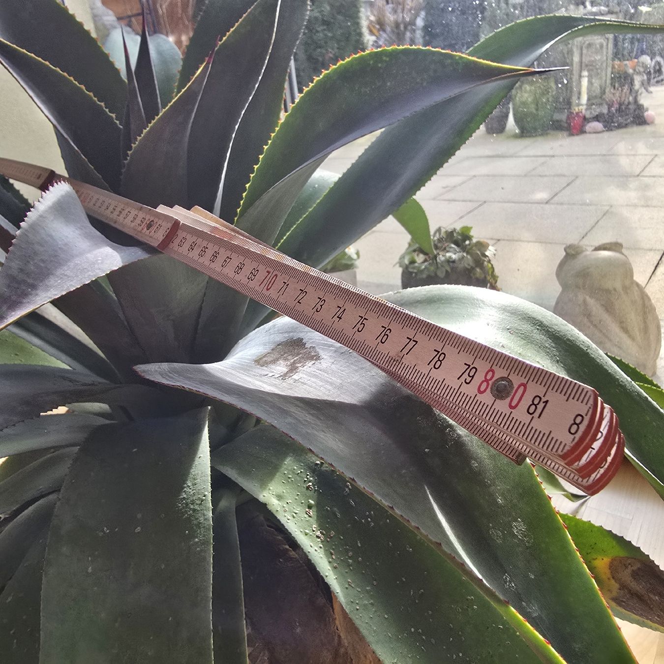Plantes & graines: Mangave – D'occasion à Werthenstein par Zita12 3