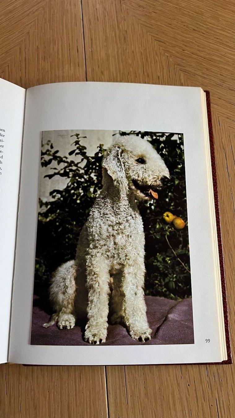 Libri: Rassehunde in der Schweiz - Band 2, 1971 – Usato da Schübelbach venduto da Dolly990_2 6