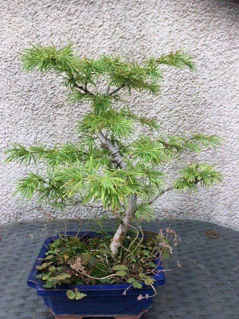 Pseudolarix - Goldlrche, ca. 9 bis 10 jhrig, 40-45 cm, Gartenbonsai