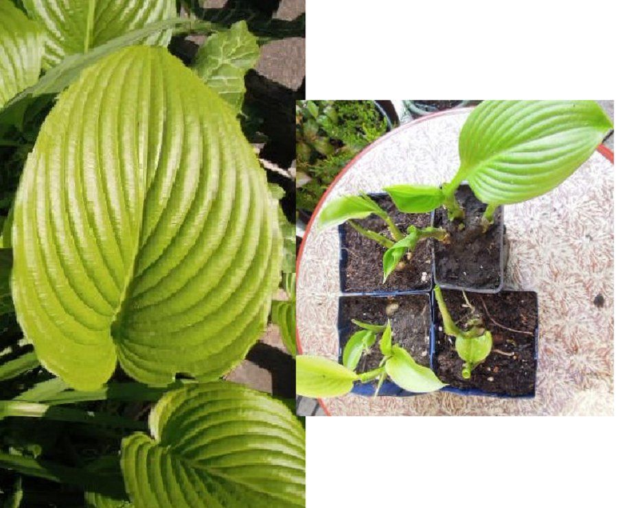 Pflanzen & Samen: Hosta Funkie  Ableger  hellgrün, Blüte weiss – Gebraucht aus Basel von FRAU.ZAUBER.MOND 1