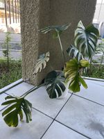Monstera Zimmerpflanze im weissen Topf