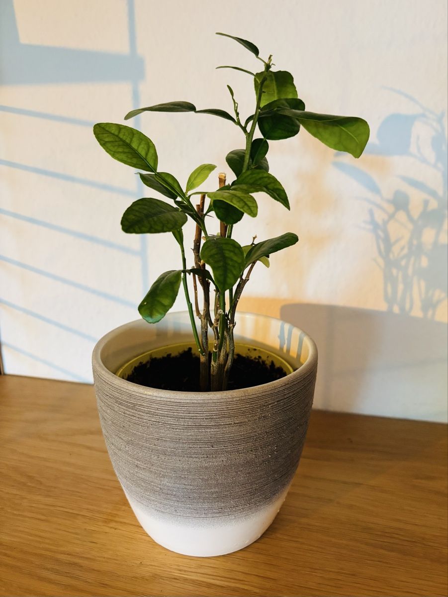 Plantes & graines: Kaffirlimette – D'occasion à Zürich par keegstra