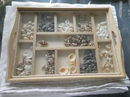 Plateau + dessous de plat avec coquillages assortis