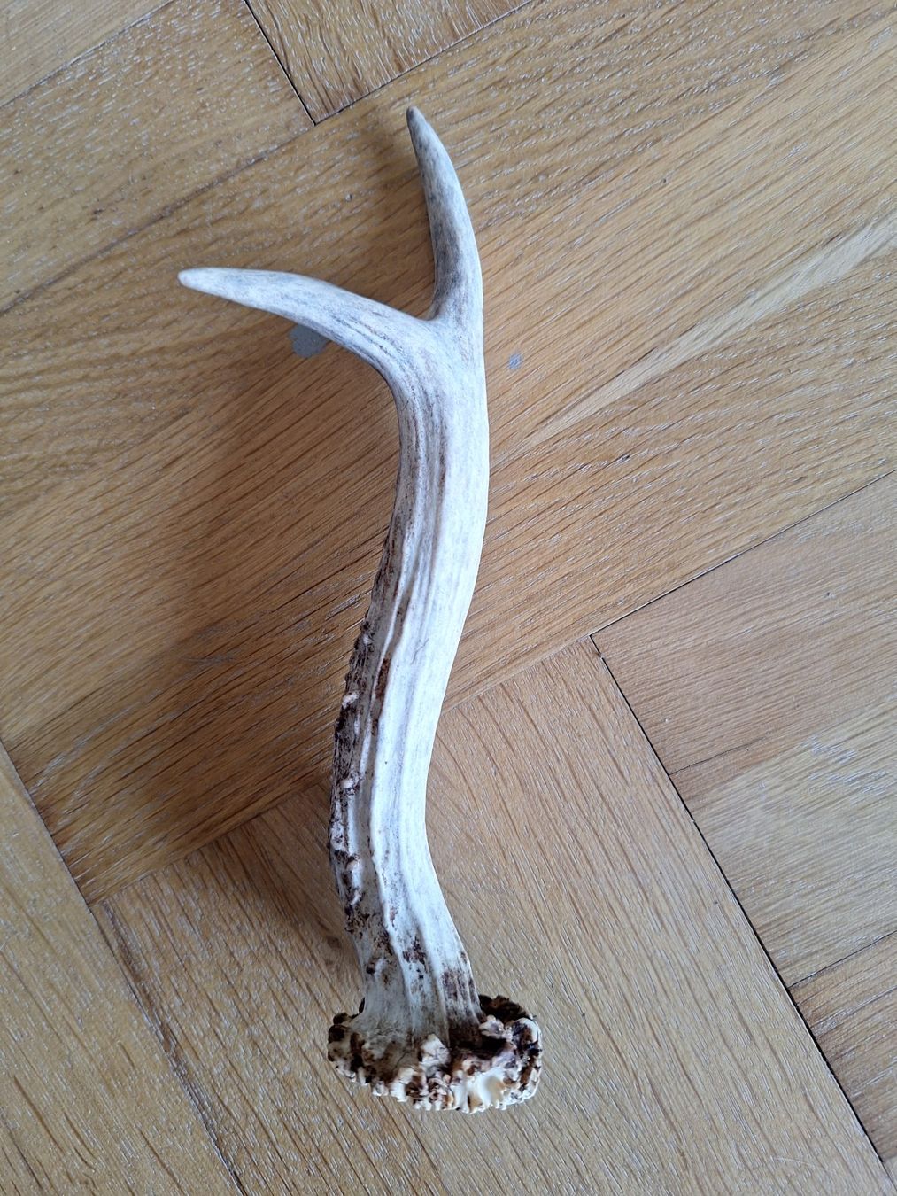 Sonstiges zum Sammeln & Seltenes: 1 corne de chevreuil de 20 cm – Gebraucht aus Chêne-Bougeries von xchrysalide 2