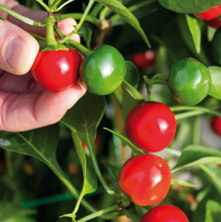 Pflanzen & Samen: Süße Kirschpaprika DUMAS / 5 Samen – Neu (gemäss Beschreibung) aus Hinteregg von ERFOLG78