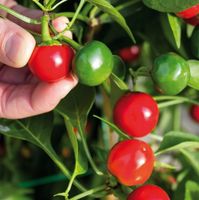 Süße Kirschpaprika DUMAS / 5 Samen