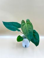 Anthurium Pap Blue × Dressleri im Selbstbewässerungstopf