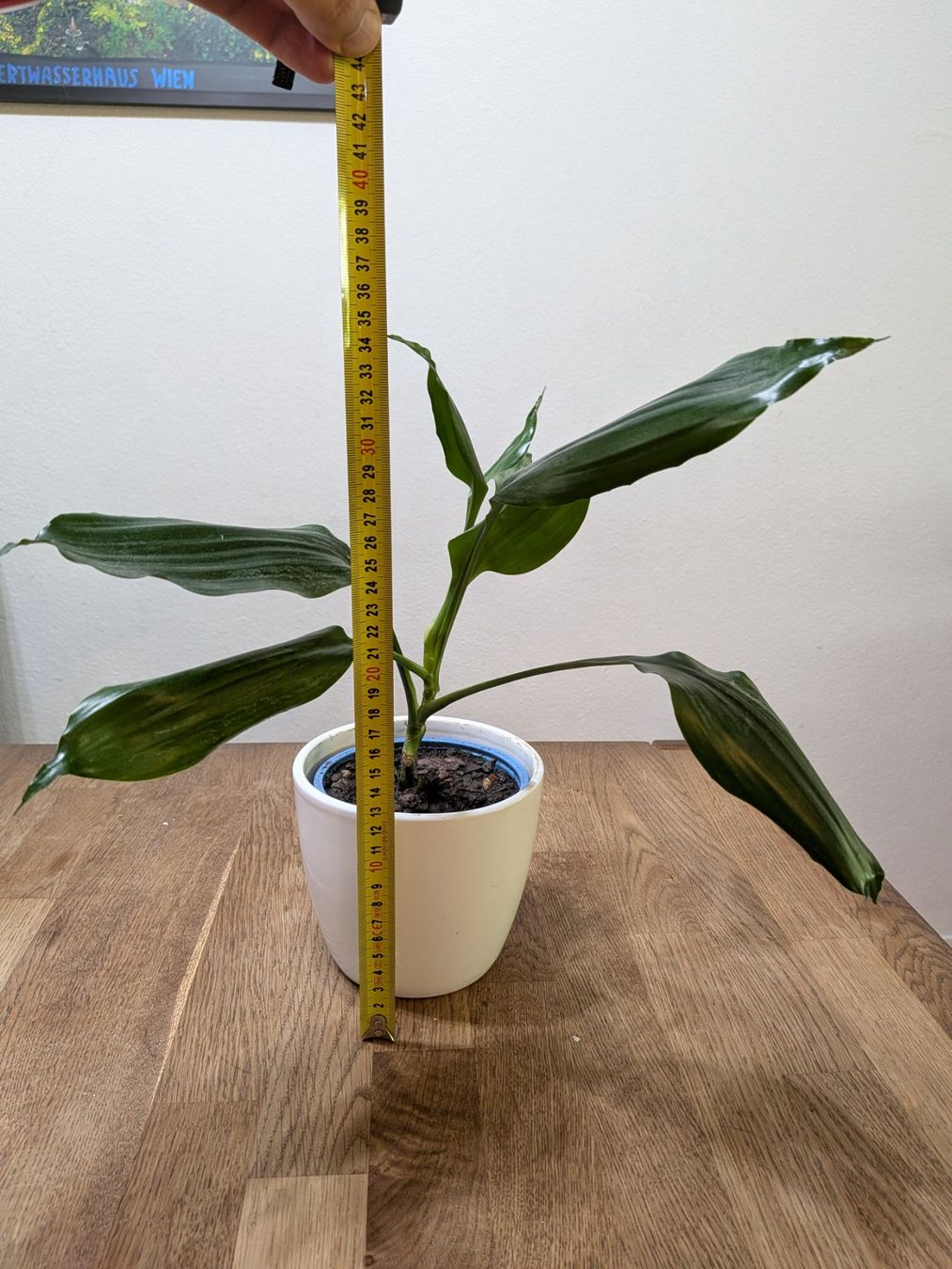 Piante & sementi: Dracaena Pflanze (Drachenbäume) – Usato da Bern venduto da Hydrom 2