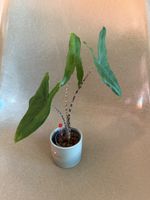 Alocasia Tigrina Superba in Hydrokultur