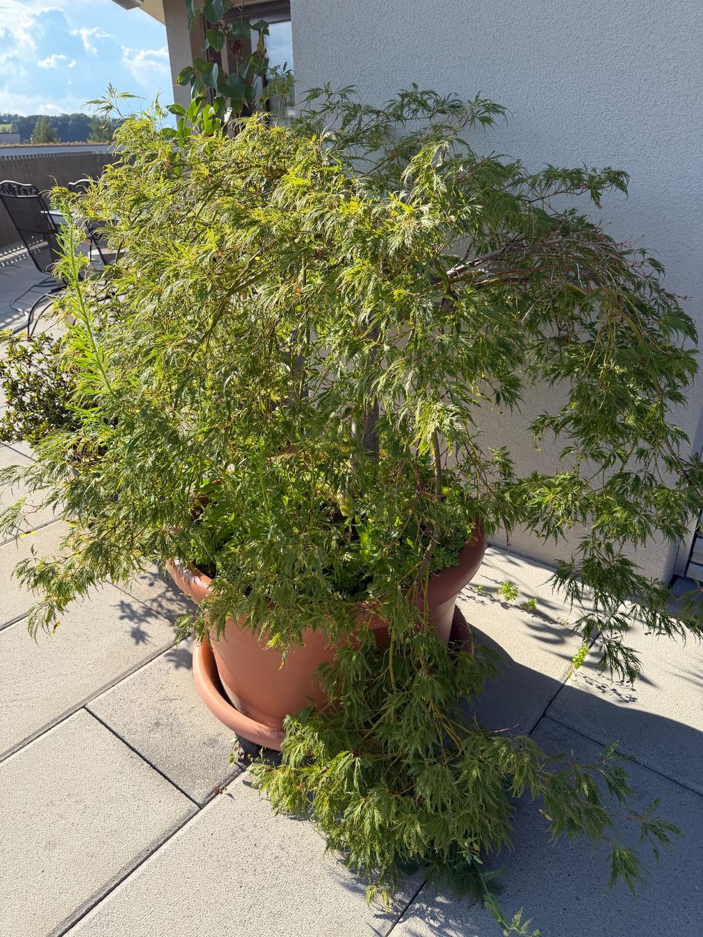 Piante & sementi: Japanischer Ahornbaum – Usato da Ehrendingen venduto da Nr.7 1