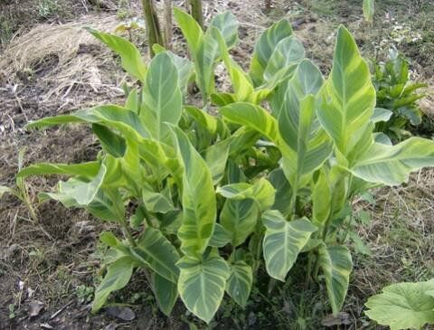 Piante & sementi: Canna WOLF SONG – Nuovo (secondo la descrizione) da Bremblens venduto da FIBONACCI369 2
