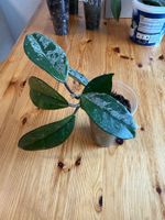Hoya Carnosa Splash 2x Ableger mit Wurzeln, Nr. 1