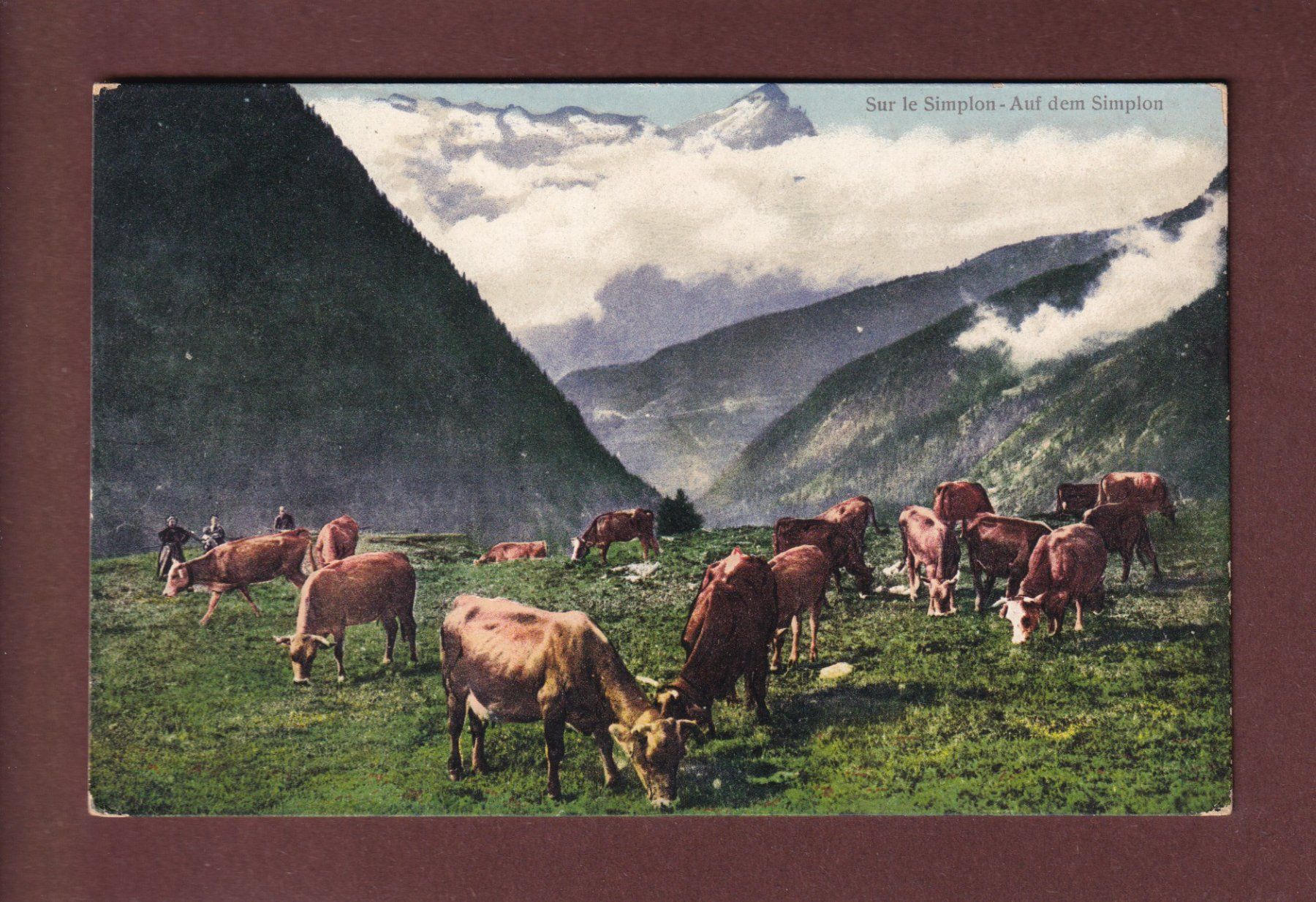 Cartes postales: Sur le SIMPLON - Vaches – D'occasion à Pully par nicecards-shop