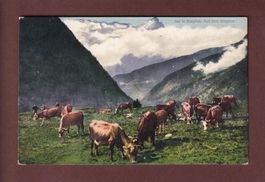 Sur le SIMPLON - Vaches