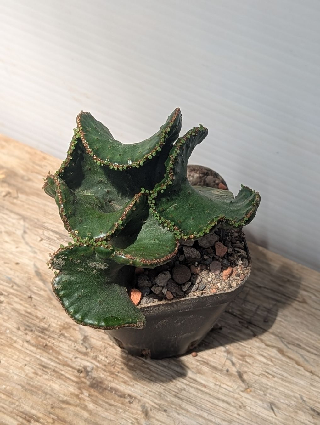 Piante & sementi: Euphorbia leucodendron f. crestata – Usato da Comano venduto da che_8lc2