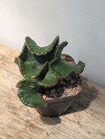 Euphorbia leucodendron f. crestata