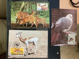 WWF 1984/86 Lot 5 Maximumkarten Pelikan Okapi Taube Bongo
