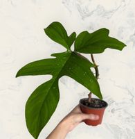 Philodendron Florida