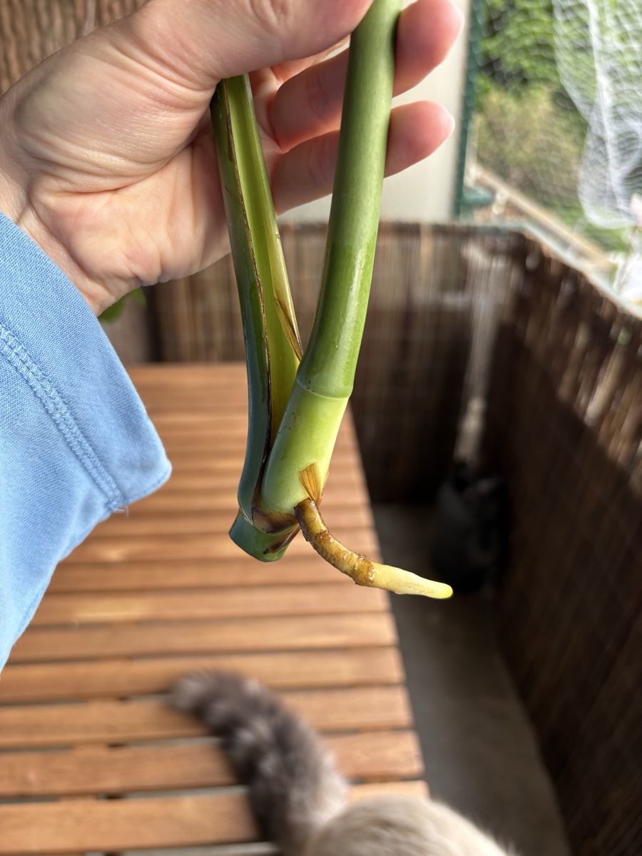 Piante & sementi: Grosse Monstera deliciosa Steckling – Nuovo (secondo la descrizione) da Zürich venduto da birokitti 1