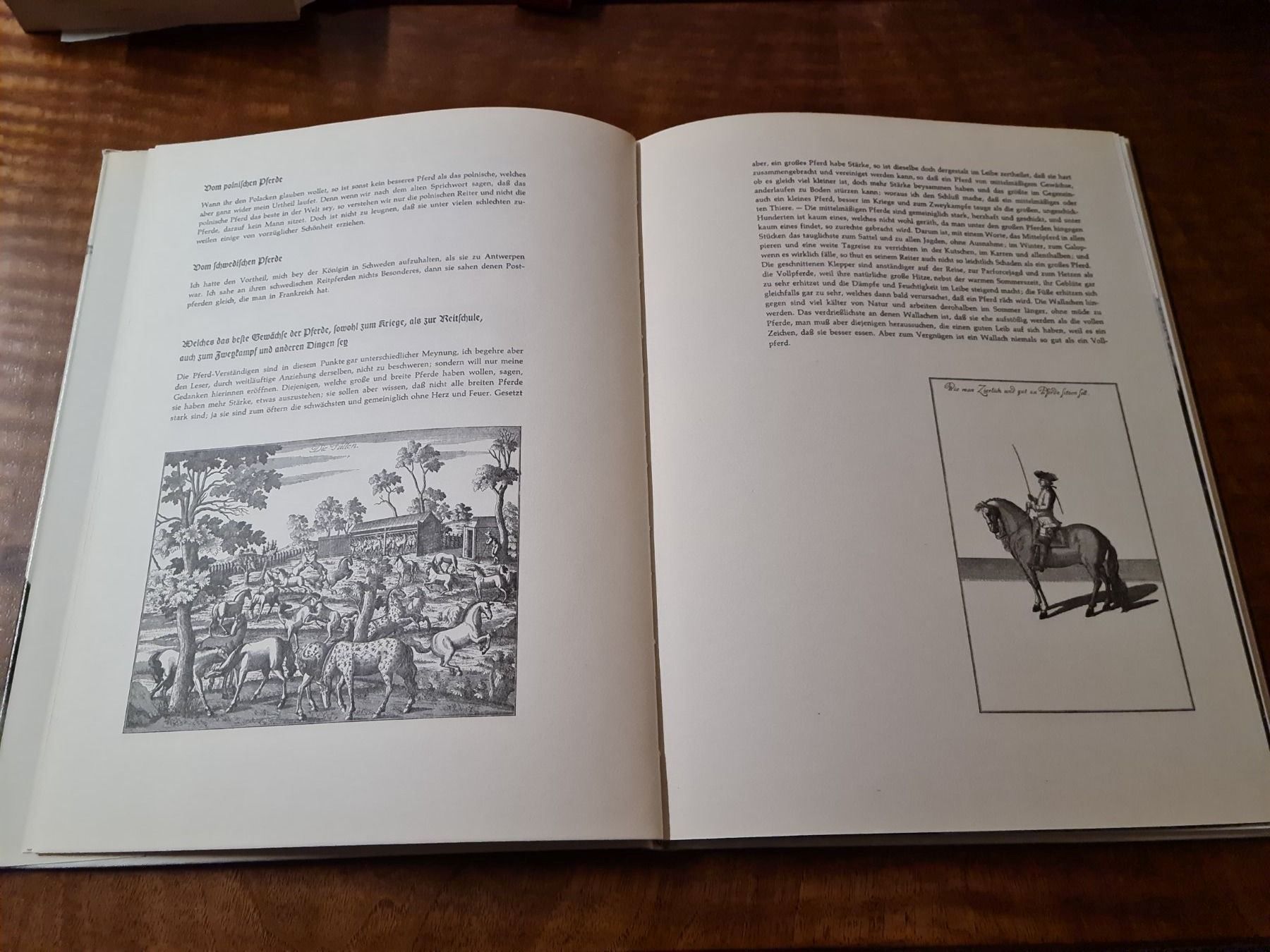 Libri: Pferde in Freiheit – Usato da Erstfeld venduto da Mario_boe0 1